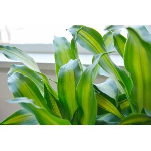 観葉植物 本物 幸福の木 セラアート鉢 8号鉢...の詳細画像2