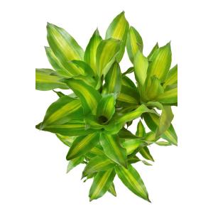 観葉植物 本物 幸福の木 セラアート鉢 8号鉢...の詳細画像3