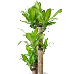 観葉植物 本物 幸福の木 セラアート鉢 8号鉢...の詳細画像4