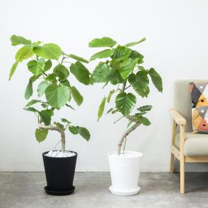 【残りわずか】観葉植物 本物 フィカス・ウンベ...の詳細画像1