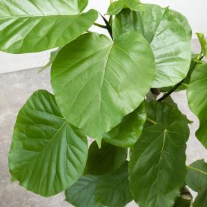 【残りわずか】観葉植物 本物 フィカス・ウンベ...の詳細画像2