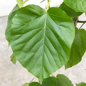 【残りわずか】観葉植物 本物 フィカス・ウンベ...の詳細画像3