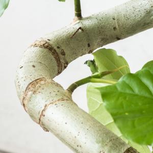 【残りわずか】観葉植物 本物 フィカス・ウンベ...の詳細画像5