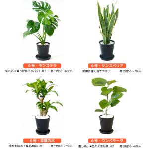 観葉植物 本物 2鉢セット 8号鉢+6号鉢 セ...の詳細画像1