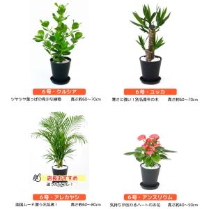 観葉植物 本物 2鉢セット 8号鉢+6号鉢 セ...の詳細画像2