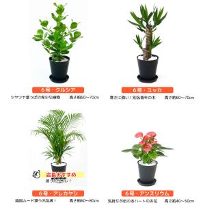 観葉植物 2鉢セット 8号鉢+6号鉢 セラアー...の詳細画像3