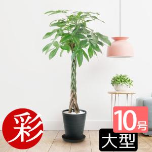 観葉植物 大型 パキラ 10号 2L ホワイト鉢カバー付き : アンジェ 観葉植物 大型 パキラ 10号 2L ホワイト鉢カバー付き : アンジェ