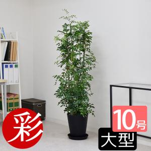 観葉植物 本物 アレカヤシ 10号鉢 白陶器鉢カバー付き セット