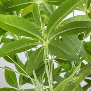 人工観葉植物 フェイクグリーン パキラ プラ鉢...の詳細画像3