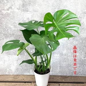 観葉植物 本物 【新品】モンステラ6号サイズ ...の詳細画像2