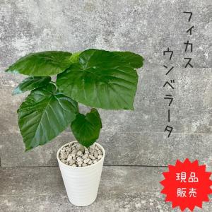 観葉植物 現品 　ウンベラータ 【アウトレット】｜saisyokukenbi