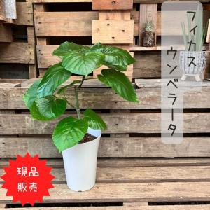 観葉植物 現品 ウンベラータ 【アウトレット】｜saisyokukenbi