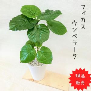 観葉植物 【現品 】　フィカス・ウンベラータ 　 直幹　 【アウトレット】｜saisyokukenbi