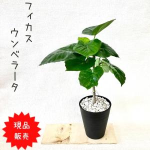 観葉植物 【現品 新品 】★早いもの勝ち★　フィカス・ウンベラータ 　 直幹　 【アウトレット】｜saisyokukenbi