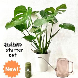 観葉植物★新品★ 【当店人気のモンステラ ・水さし(小)・肥料(タブレット)セット】観葉植物スターターセット　★送料無料★ 父の日｜saisyokukenbi