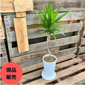 観葉植物 【現品】 おしゃれな陶器鉢入り　ドラセナ・ナビー　000868｜saisyokukenbi