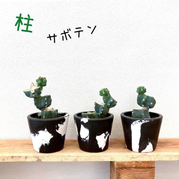 観葉植物【新品】柱サボテン　ブランチ仕立て  ★お任せ樹形★　 001077　ミニ　観葉植物小さい ...