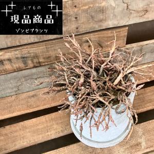 現品】ボンバックス 8号 黒鉢（1） : 花のアリマツ Yahoo!店 - 通販