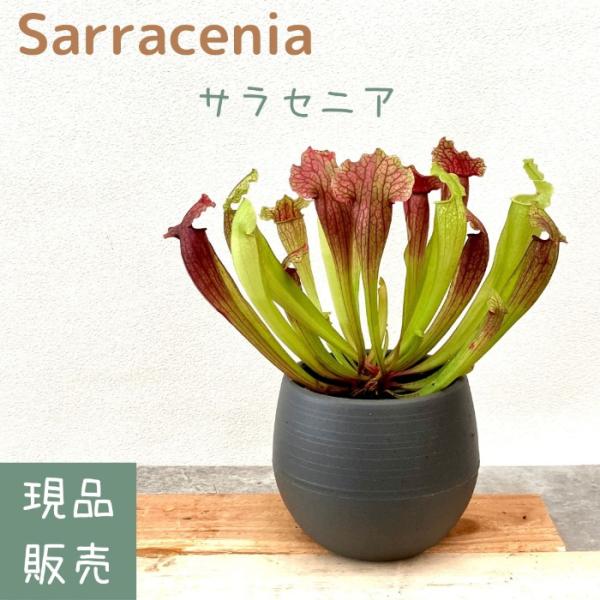 観葉植物 【現品】  食虫植物　サラセニア フィラデルフィア　001132　母の日