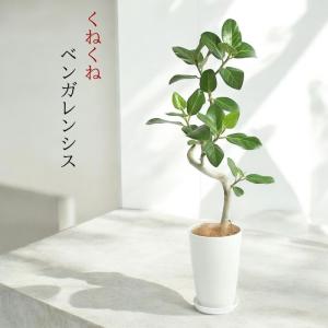 観葉植物 本物 ★2個セット★ ベンガレンシス...の詳細画像2