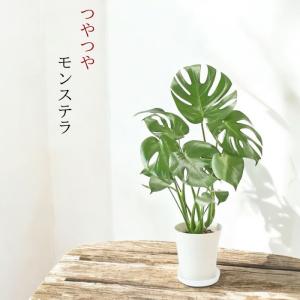 観葉植物 本物 ★2個セット★ ベンガレンシス...の詳細画像3