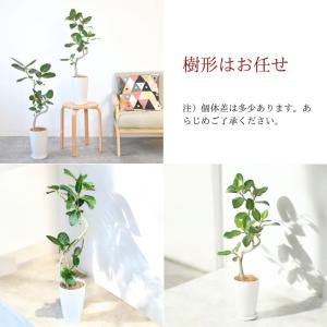 観葉植物 本物 ★2個セット★ ベンガレンシス...の詳細画像4