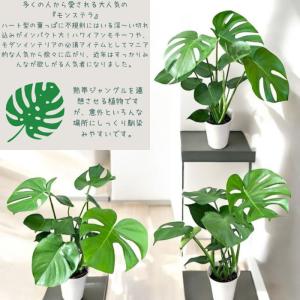 観葉植物 本物 ★2個セット★ ベンガレンシス...の詳細画像5