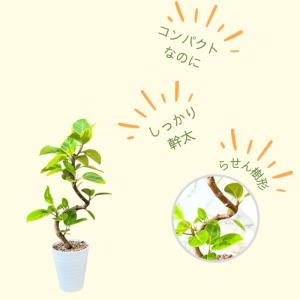 観葉植物 本物 新品 『数量限定』★らせん樹形...の詳細画像1