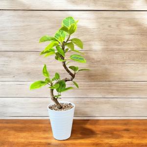 観葉植物 本物 新品 『数量限定』★らせん樹形...の詳細画像2
