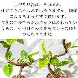 観葉植物 本物 新品 『数量限定』★らせん樹形...の詳細画像3