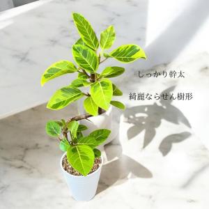 観葉植物 本物 新品 『数量限定』★らせん樹形...の詳細画像4