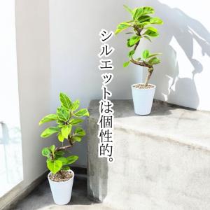 観葉植物 本物 新品 『数量限定』★らせん樹形...の詳細画像5