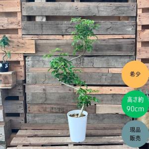観葉植物 本物 【現品】★レア樹形★1点もの シ...の商品画像