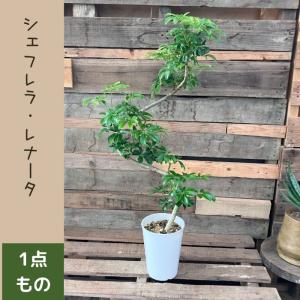 観葉植物 本物 【現品】★レア樹形★1点もの ...の詳細画像2