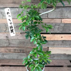 観葉植物 本物 【現品】★レア樹形★1点もの ...の詳細画像3