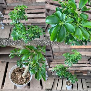 観葉植物 本物 【現品】★レア樹形★1点もの ...の詳細画像4