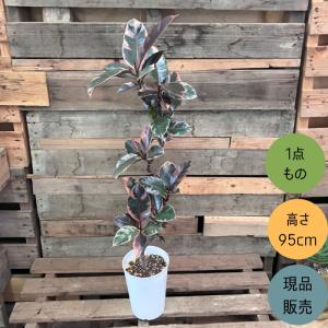 観葉植物 本物 【現品】くねくね樹形　フィカス ルビー　6号サイズ　　001936 新品
