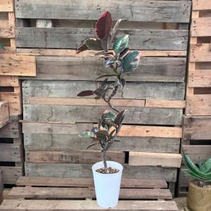 観葉植物 本物 【現品】くねくね樹形 フィカス...の詳細画像1