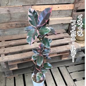 観葉植物 本物 【現品】くねくね樹形 フィカス...の詳細画像2