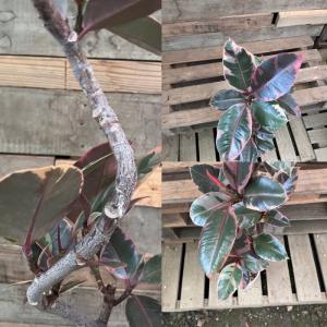 観葉植物 本物 【現品】くねくね樹形 フィカス...の詳細画像3