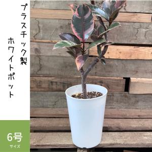 観葉植物 本物 【現品】くねくね樹形 フィカス...の詳細画像4