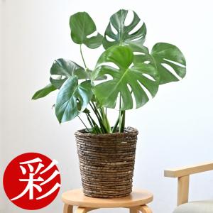 観葉植物 6号鉢 ブラウン鉢カバー付きセット 中型 モンステラ サンスベリア クルシア・ロゼア ザミオクルカス アレカヤシ ユッカ アンスリウム 母の日｜saisyokukenbi