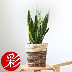 観葉植物 本物 サンスベリア ローレンティー 6号鉢 鉢カバーオプション