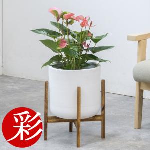 遠心式加湿器 TL5500 遠心力の作用で2500cc/時の大噴霧量 正規販売店