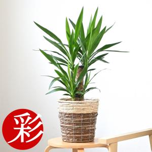 観葉植物 本物 ユッカ・エレファンティペス 8号鉢 寒さに強い 青年の木