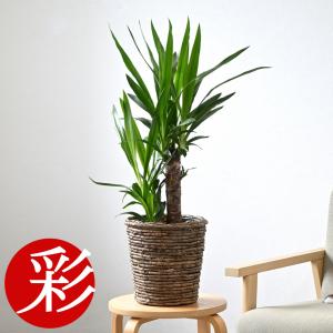 観葉植物 本物 フィカス・ベンガレンシス 7号鉢 らせん樹形 陶器ポット