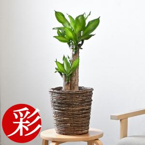 観葉植物 ハートの葉っぱ おしゃれ 大型 本物 ウンベラータ フィカス 7