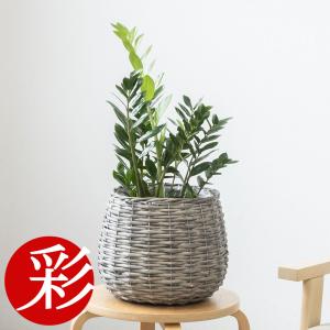 観葉植物 本物 フランスゴム（フィカス・ルビギノーザ）6号鉢 陶器