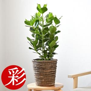 観葉植物 本物 アレカヤシ 10号鉢 白陶器鉢カバー付き セット