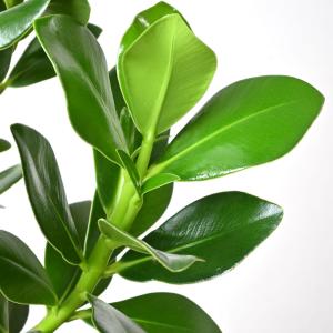 観葉植物 本物 クルシア・ロゼア 6号 鉢カバ...の詳細画像2